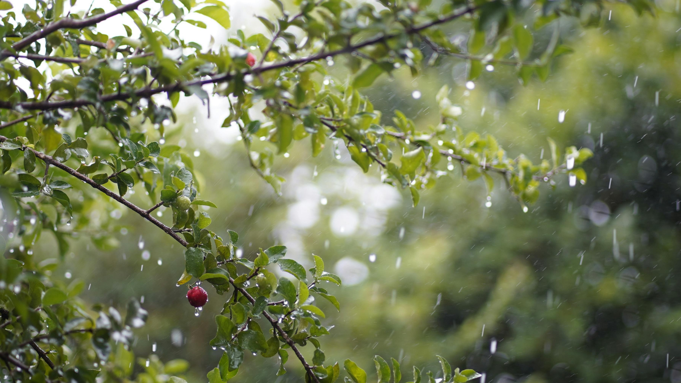 梅雨の始まり
